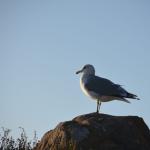 CambriaCN_128 (October 25, 2014)